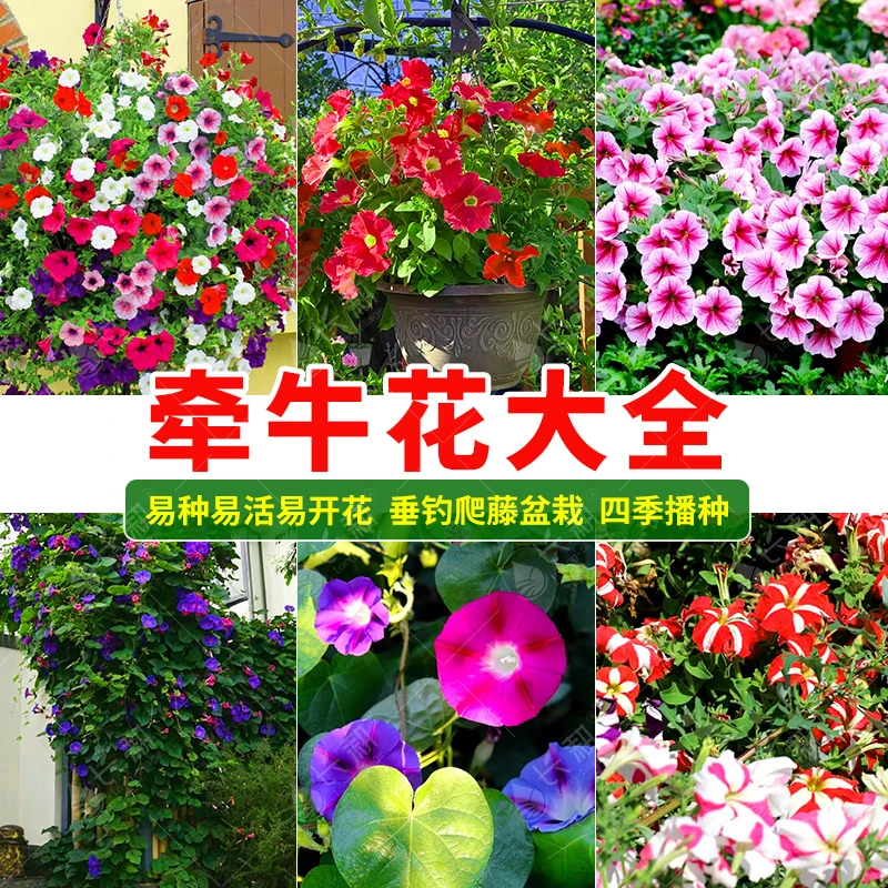 矮生混色牵牛花种子喇叭花种籽盆栽四季开花易活室外室内阳台孑