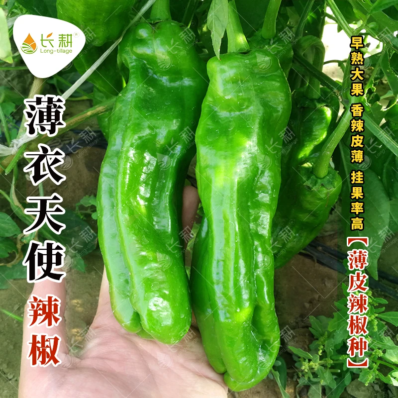 青阳薄皮辣椒种子长灯笼皱皮泡椒苗微辣早熟春季四季蔬菜种子简单