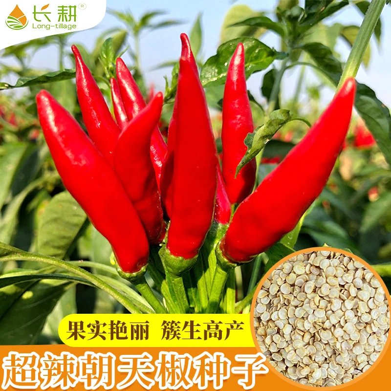 朝天辣椒种子小米辣椒种籽超辣盆栽阳台春四季蔬菜种高产播种简单