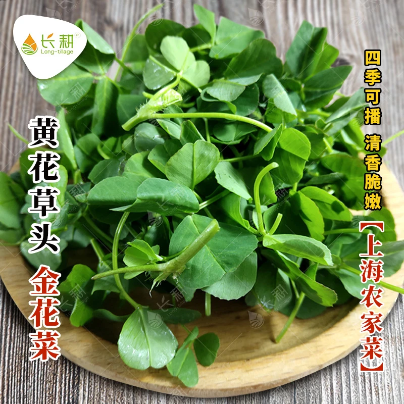 鲜嫩大叶黄花草头种子多次采收上海农家金花菜种孑阳台盆栽蔬菜籽