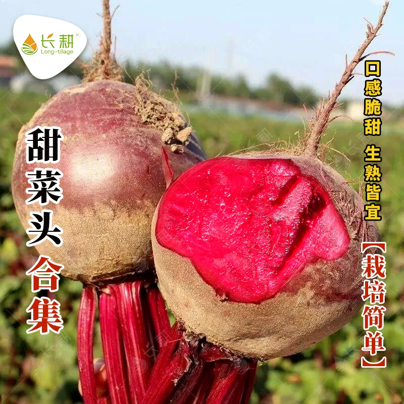 红甜菜根种子荷兰士兵紫菜头菜籽进口四季种籽春季秋冬萝卜种孑