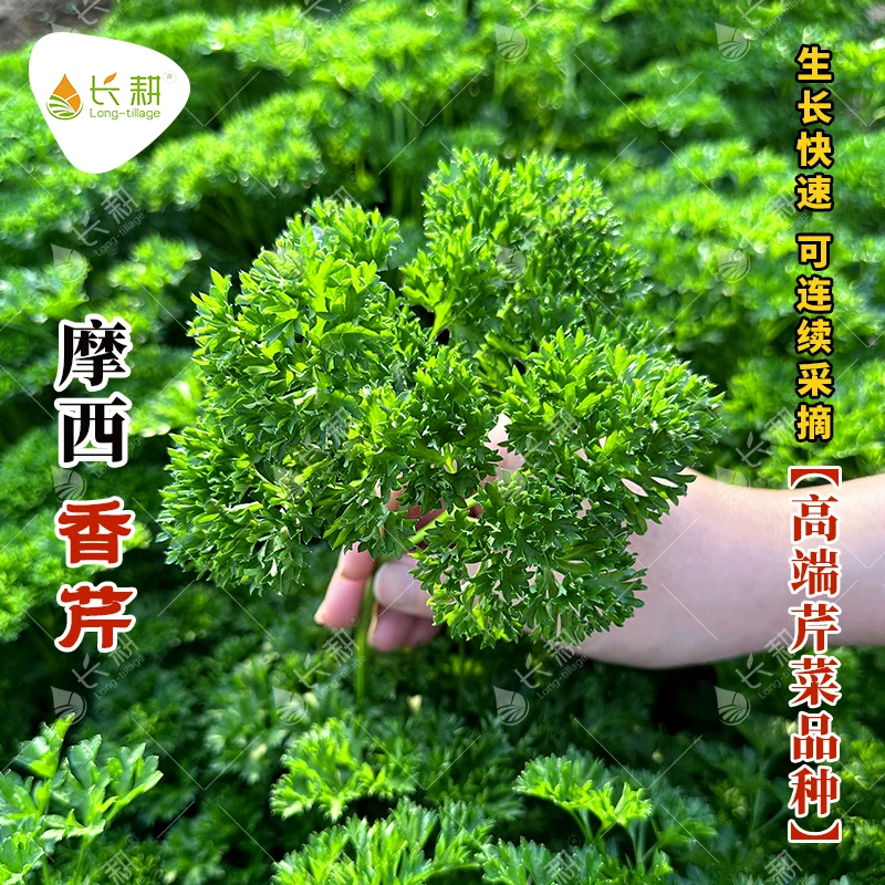 摩西香芹种籽意大利欧芹种子法香香草种子洋香菜芹菜芫荽盆栽四季