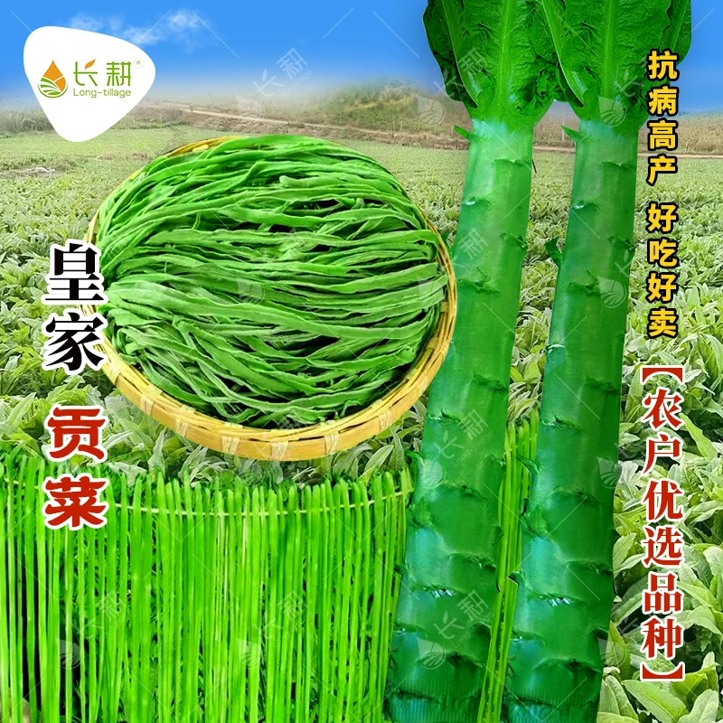 皇家贡菜种子宫廷山蛰菜种籽耐高温抗寒苔干菜响菜莴笋莴苣蔬菜孑