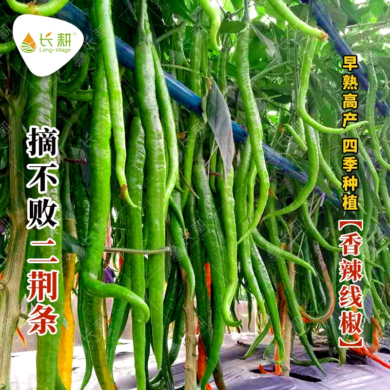 辣线先锋线椒种子苗早熟辣产量高长线椒种孑春四季二荆条辣椒籽