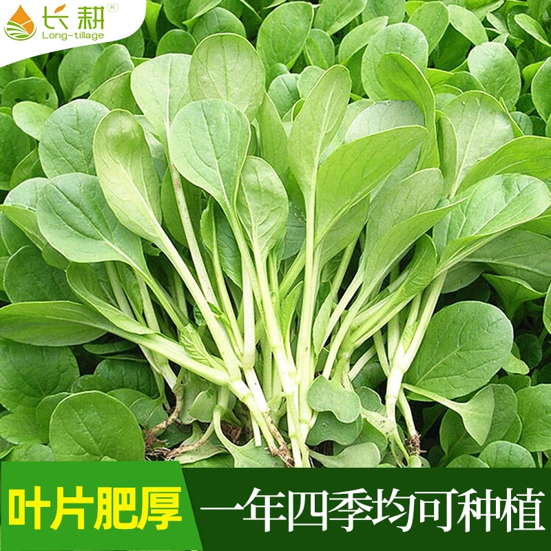 上海鸡毛菜种子小白菜油菜青菜种籽四季播种阳台大全盆栽蔬菜种孑