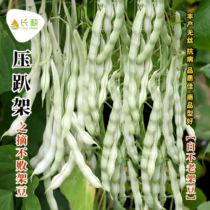 摘不败白不老九粒白芸豆种子老来少豆角种籽早熟春秋阳台豆角种子