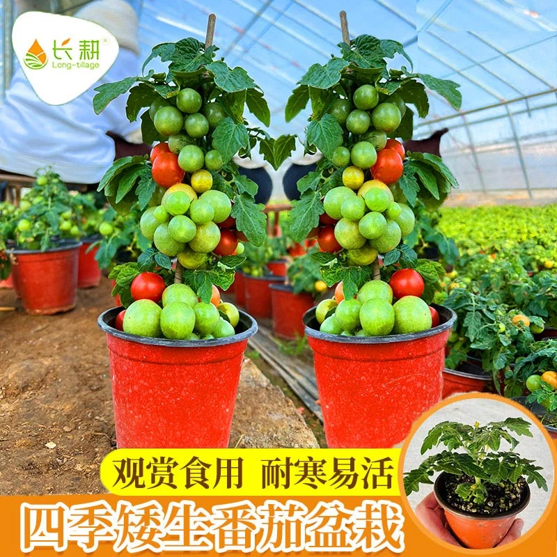 矮生番茄种子盆栽红番茄种籽春秋四季西红柿种子阳台四季播圣女果