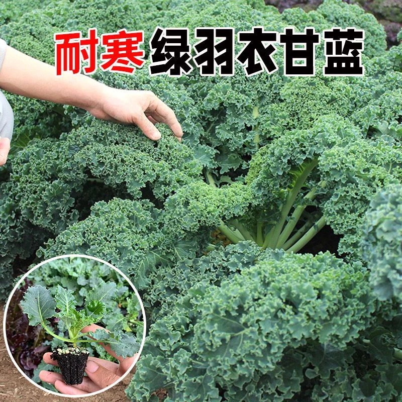 【顺丰包邮】羽衣甘蓝苗食用甘蓝蔬菜孑种阳台四季盆栽雨衣春季叶