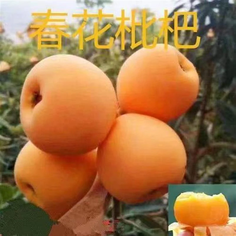 今年新品种正宗嫁接春花枇杷苗特大无核南方北方种植盆栽枇杷树苗