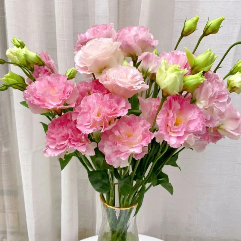 粉色波浪边洋桔梗鲜花生活鲜花辽宁凌源发货