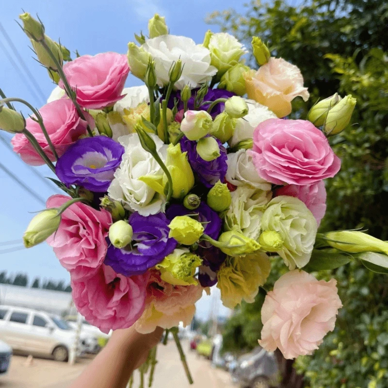 洋桔梗鲜花粉白紫花期长辽宁凌源发货