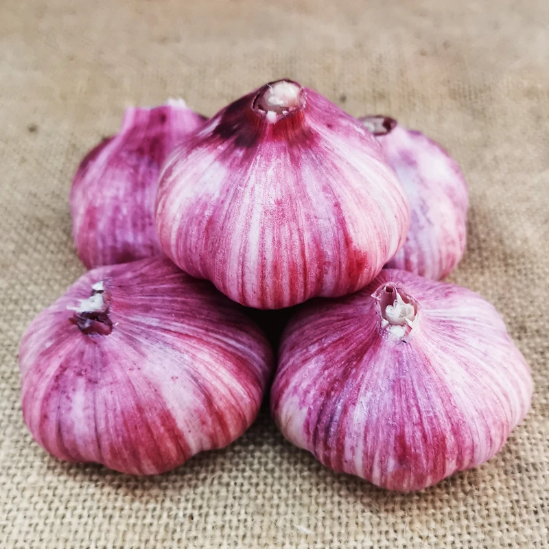 【新鲜蒜】云南新鲜紫皮大蒜湿蒜辛辣饱满蒜头天然自种出口基地直供