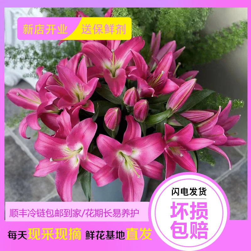 竞争红色香水百合