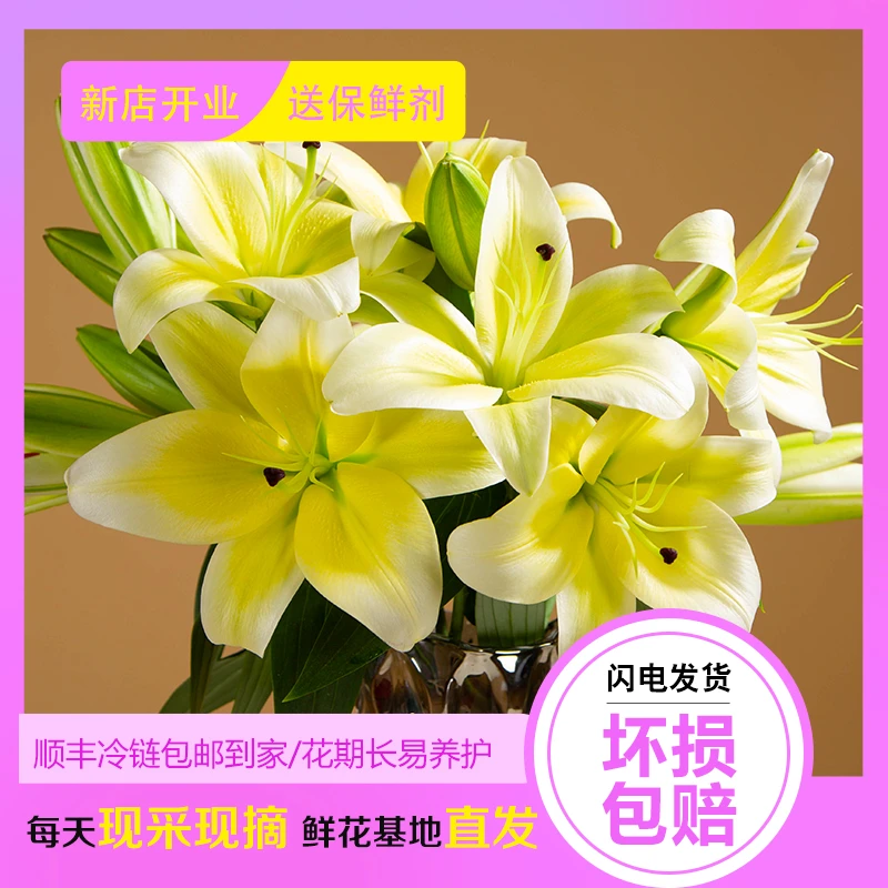 浓香型百合「黄天霸」全国顺丰包邮