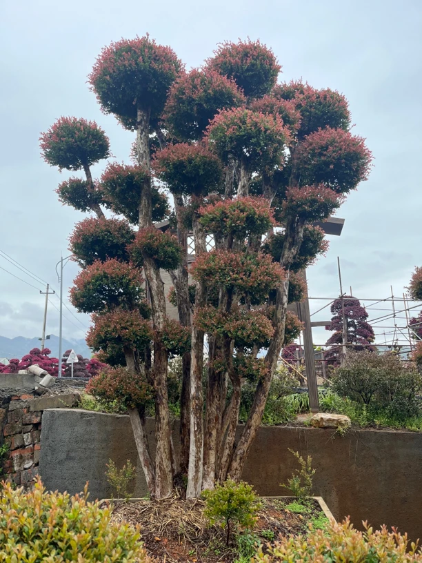赤楠花卉盆栽盆景高档香水味净化空气室内外绿植室外盆栽植物
