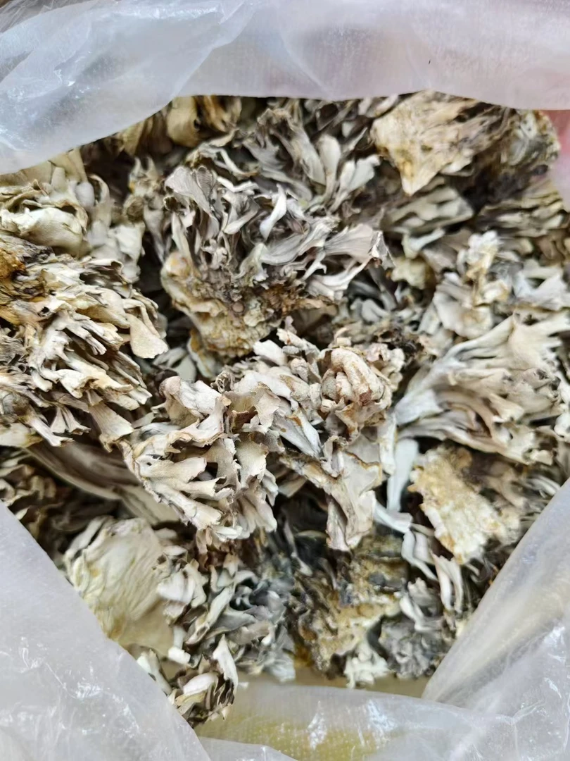 【大山珍选】----干巴菌