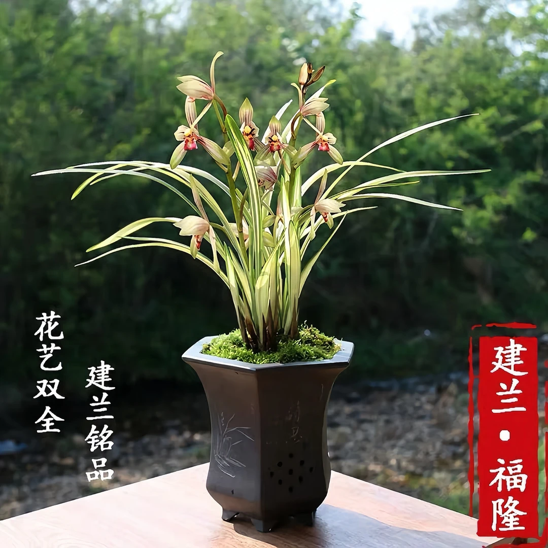 名贵中透艺高端兰【福隆】建兰金边兰叶艺铭品室内绿植盆栽