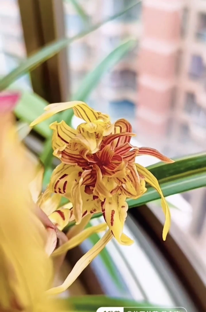 寒兰线艺奇花【满堂菊】浓香型花艺双全年宵花