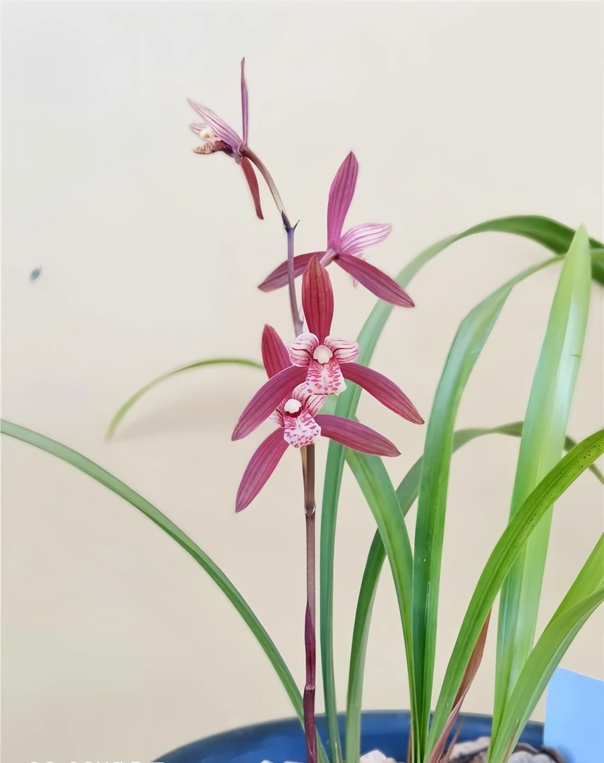 建兰红花名品【年年红】勤花勤草好养易活