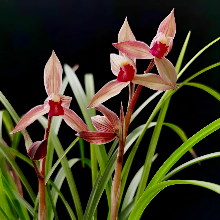 大爱桃红色【柳枫红素】叶姿半垂春剑经典品种好养