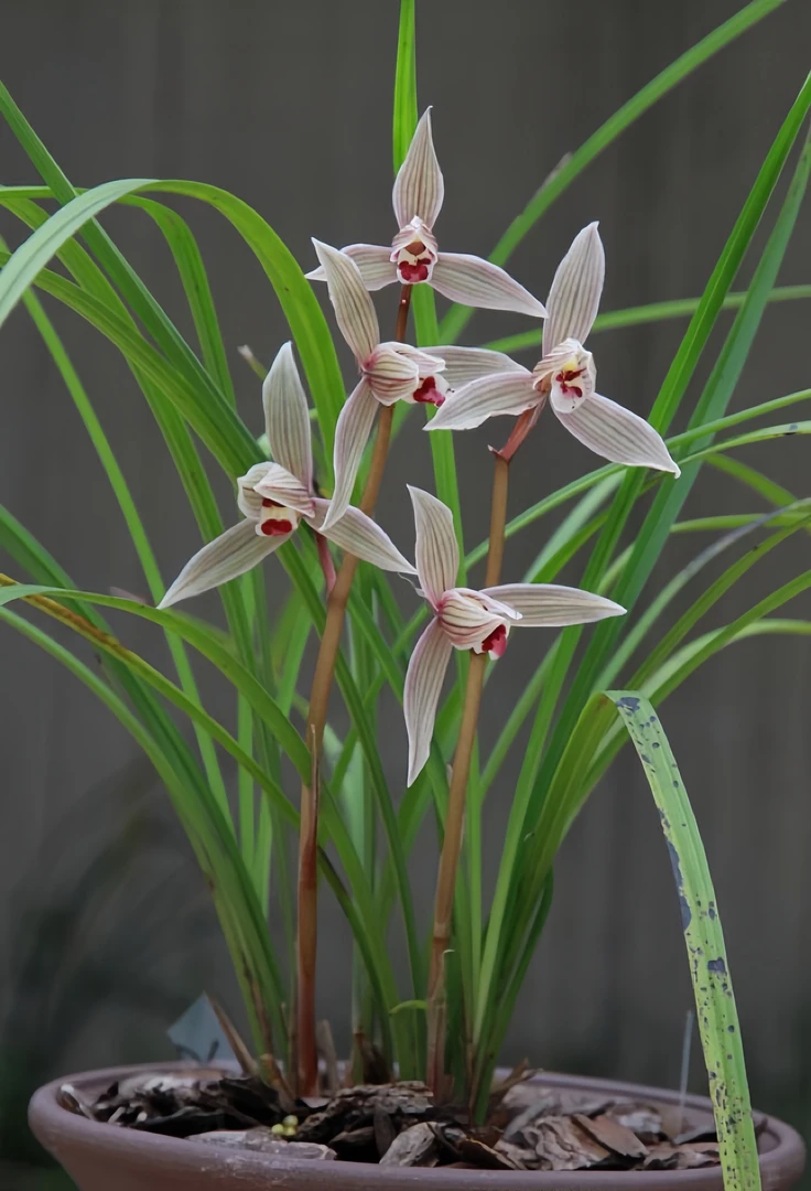 莲瓣兰【红粉佳人】勤花勤草好养盆栽