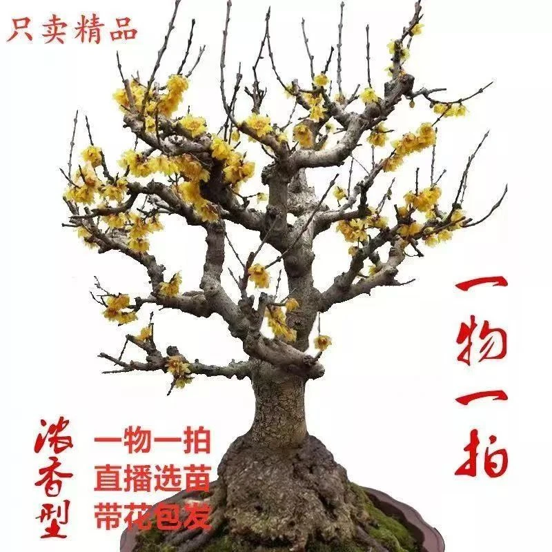 腊梅带花苞花苗树苗梅花盆栽浓香型花卉盆景冬季耐寒庭院室外植物