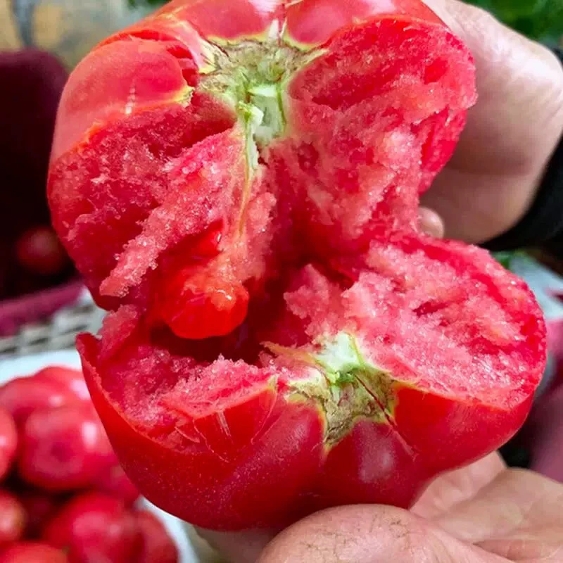 【京东快递】沙瓤西红柿攀枝花新鲜蔬菜沙瓤番茄5斤净重新鲜番茄