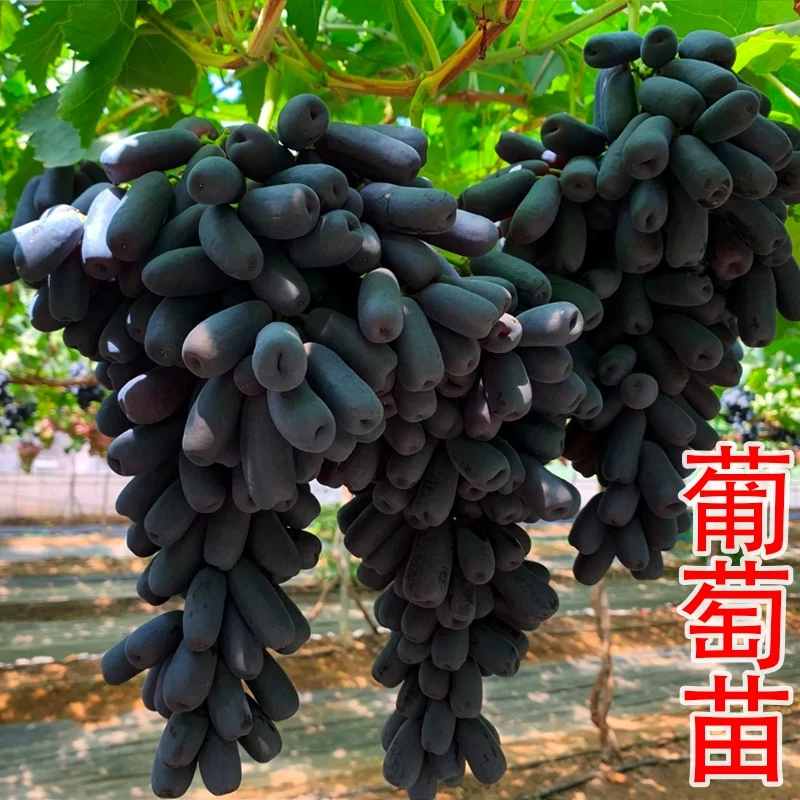 红提无核葡萄树曲庭院盆栽地栽无籽嫁接果树苗南北方种植当年结果