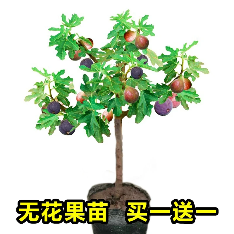 波姬红无花果苗树苗盆栽地载当年结果南北方阳台庭院种植特大包邮