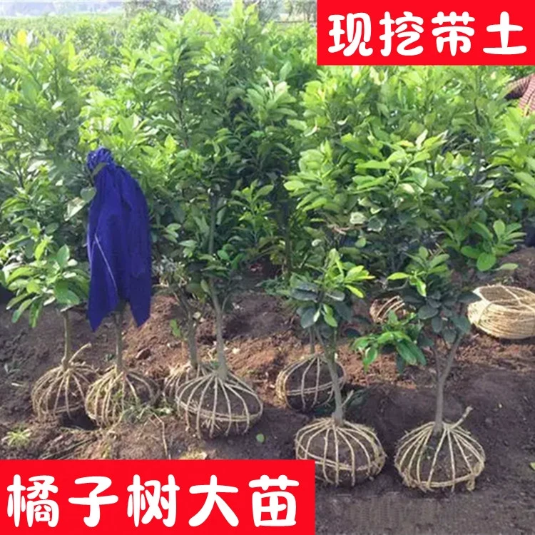 嫁接无核涌泉蜜橘苗 临海涌泉蜜桔树苗 早熟柑橘树苗 宫川蜜桔苗