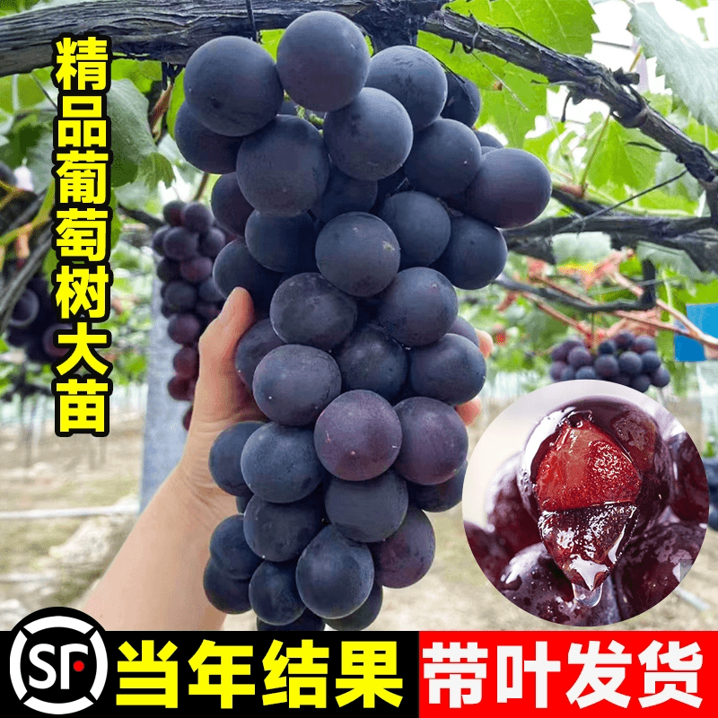 特大巨峰葡萄苗爬藤葡萄树苗南北方种植6月成熟盆栽地栽当年结果