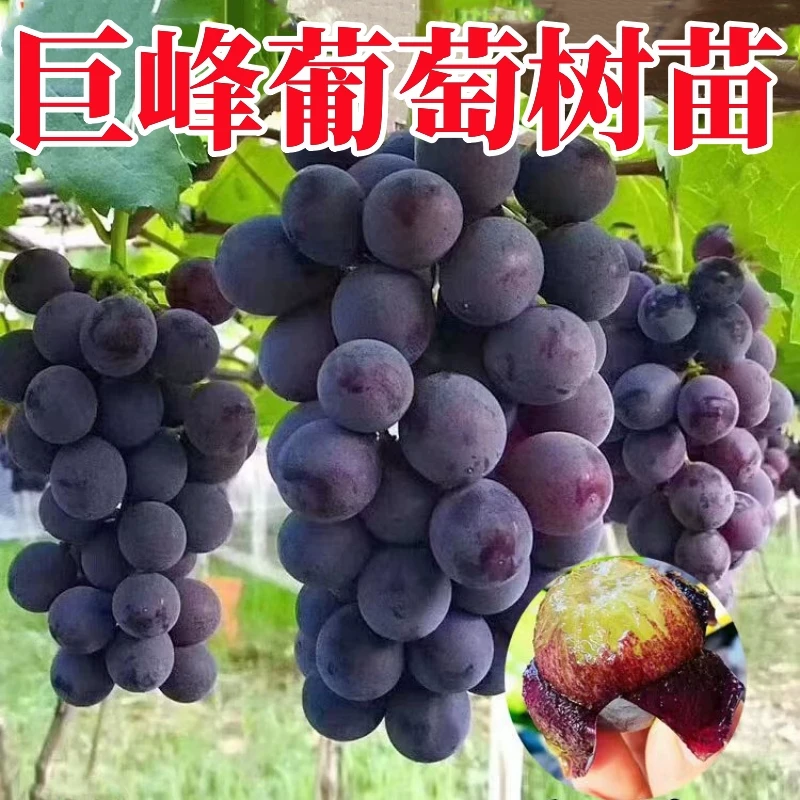 嫁接新品种蓝宝石树无籽葡萄果树苗耐寒无核南方北方种植当年结果