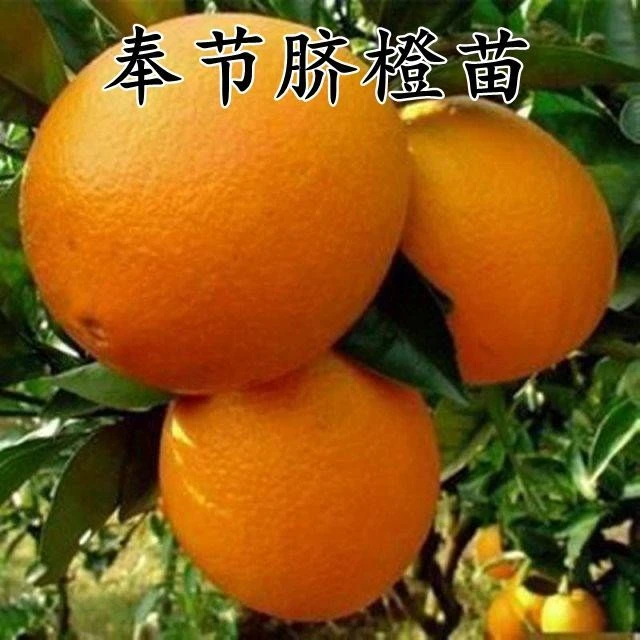 嫁接橙子树苗 奉节脐橙苗纽荷尔脐橙子苗南北方种植盆栽当年结果