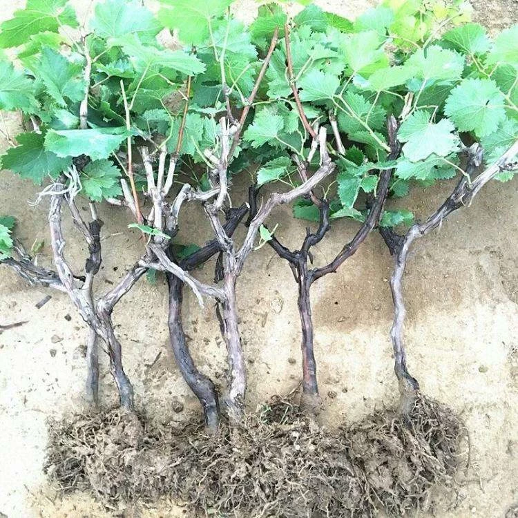中国红玫瑰葡萄苗无核葡萄树苗南方北方种植庭院果树果苗盆栽地栽