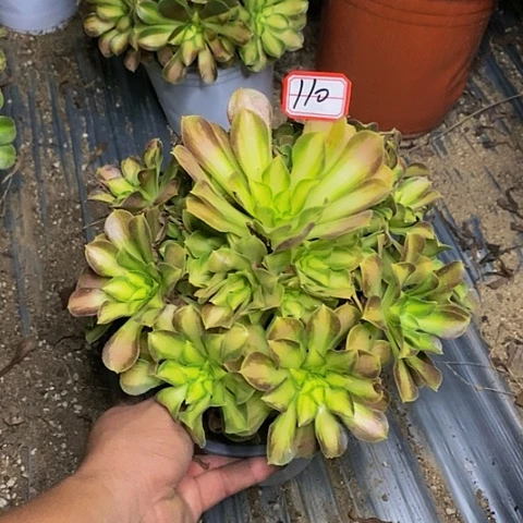 韶华法师处理的110