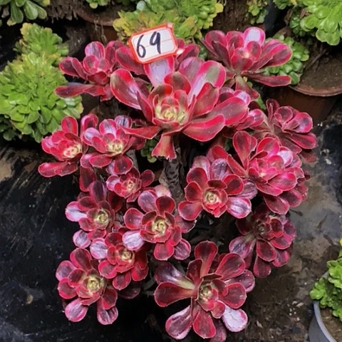 壶丽娜老桩捧花法师69