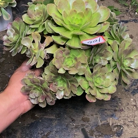 花月夜老桩捧花处理100