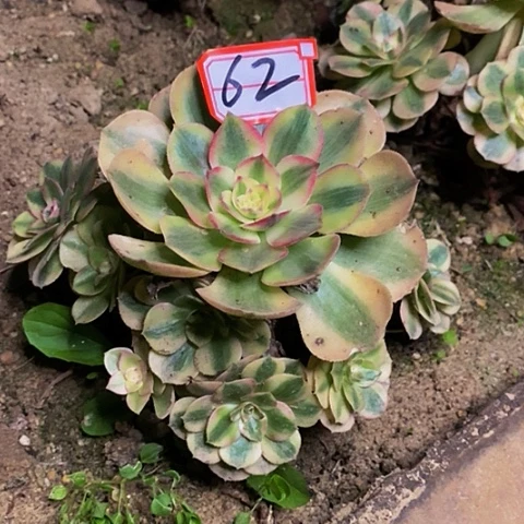 壶2****成荔枝法师老桩捧花14厘米