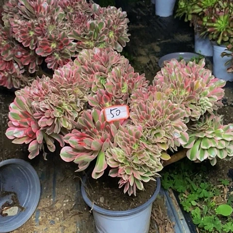 女巫缀化老桩50链接