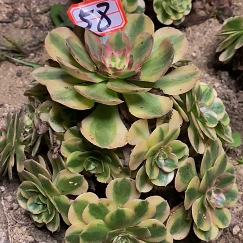 壶荔枝法师老桩法师58