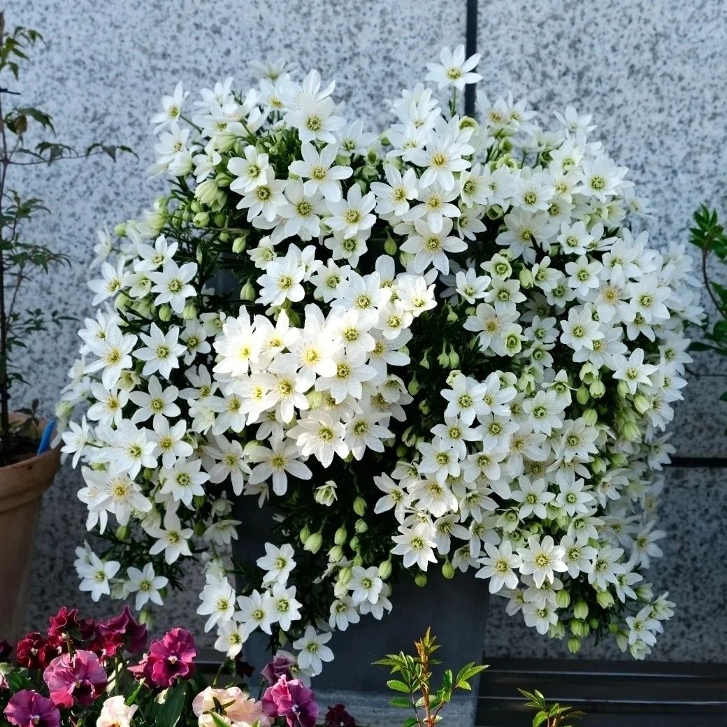 常绿铁线莲银币 （中苗1.5方盆）精品盆栽阳台花园