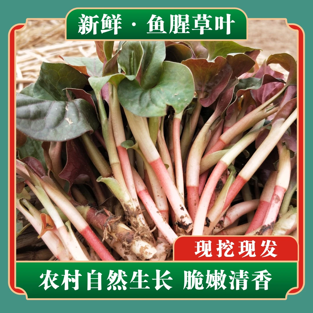 四川特产新鲜折耳根嫩叶折耳根叶子鱼腥草嫩叶鱼腥草叶1-3斤包邮