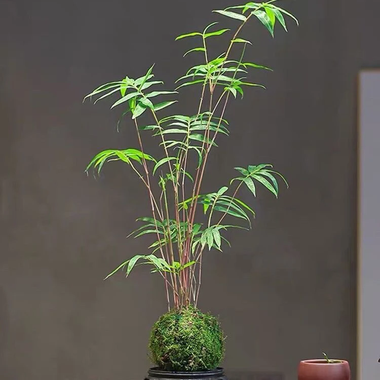 凤尾竹红观音竹苔藓球好养易活 老盆口