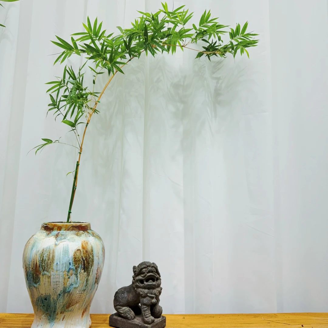 红观音竹基地大放漏