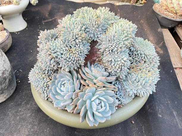 小葡萄多肉一物一拍