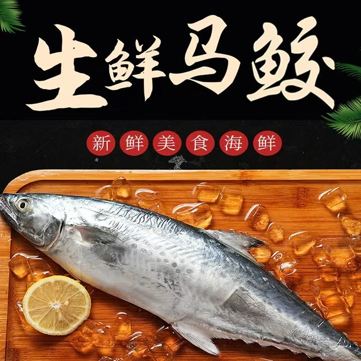 吕四纯野生正宗马鲛鱼渔港直发新鲜