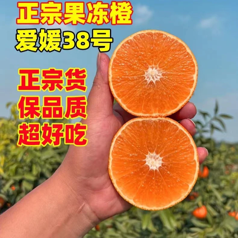 四川爱媛果冻橙38号