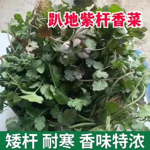 老品种紫根香菜矮杆趴地香菜种子小叶浓香型芫荽种子四季蔬菜种子