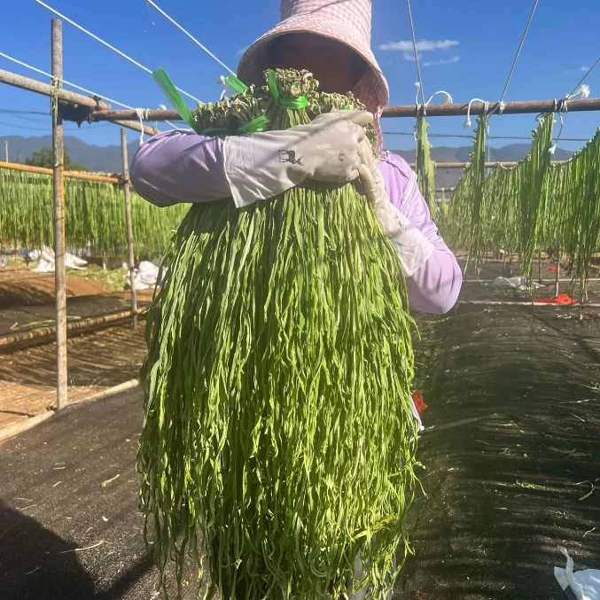 贡菜干干货农家苔菜火锅专用食材新鲜响菜土特产干货脱水蔬菜批发