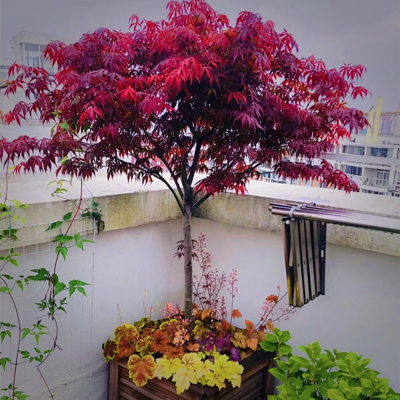 中国红枫树别墅庭院绿化造型树盆栽地栽红舞姬三季红红枫基地直发